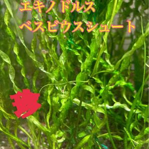 エキノドルス ベスビウスシュート 3株