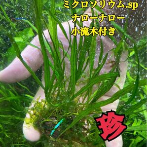 ミクロソリウム.sp ナローナロー 小流木付き