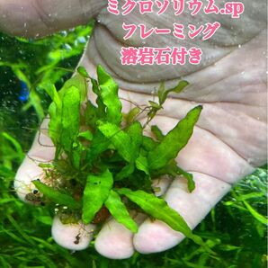 ミクロソリウム.sp フレーミング 溶岩石付き