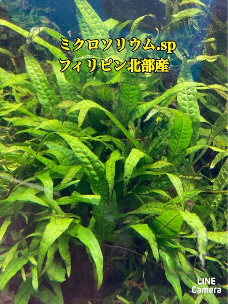 ミクロソリウム.sp フィリピン北部産 溶岩石付き