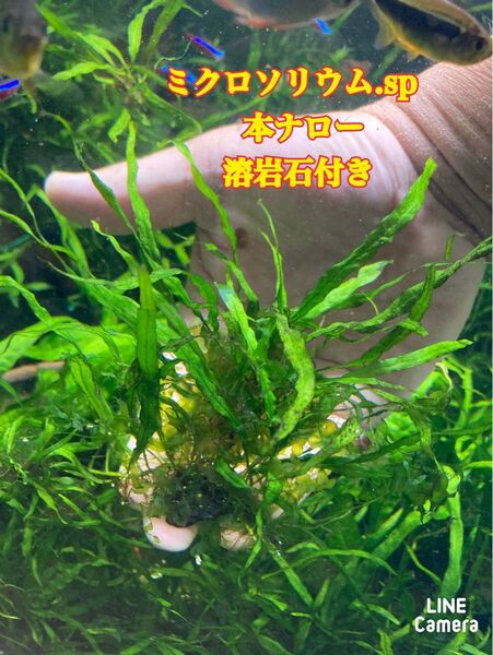ミクロソリウム.sp 本ナロー 溶岩石付き