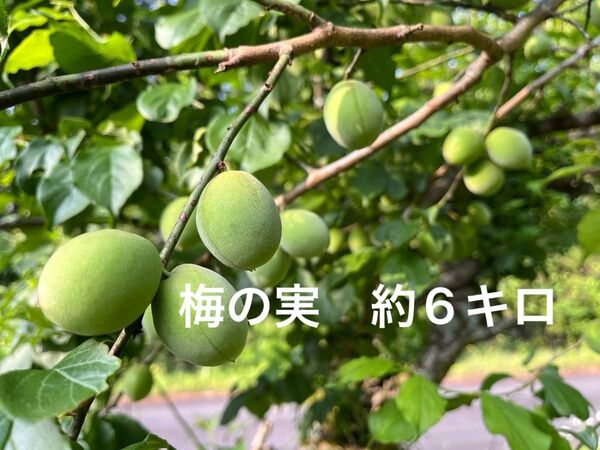 島根県産 梅の実 箱込み約6kg 無農薬 自然栽培