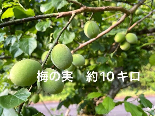 島根県産 梅の実 箱込み約10kg 無農薬 自然栽培