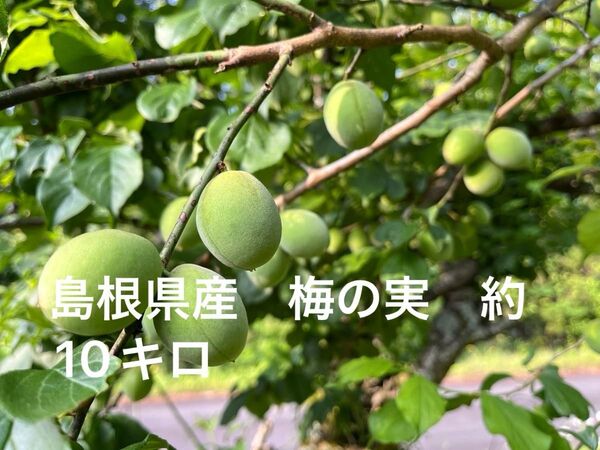 島根県産 梅の実 箱込み約10kg 無農薬 自然栽培
