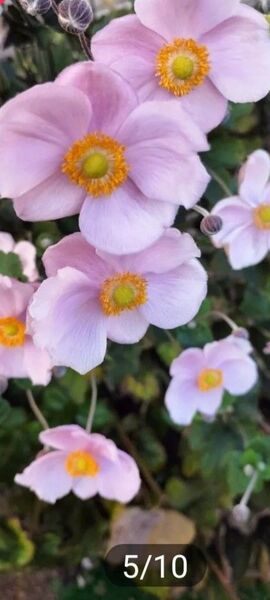 秋明菊苗