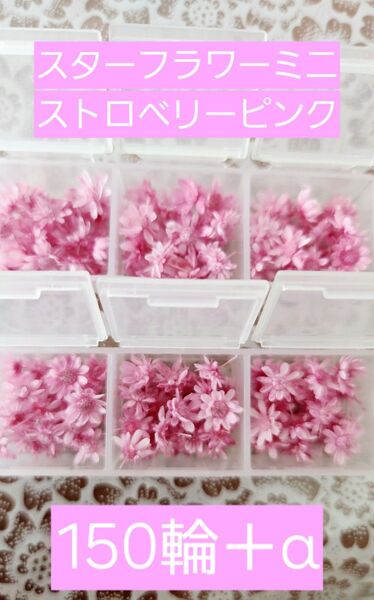 スターフラワーミニ ストロベリーピンク ヘッド 150輪+α ケース入り 花材 プリザーブドフラワー