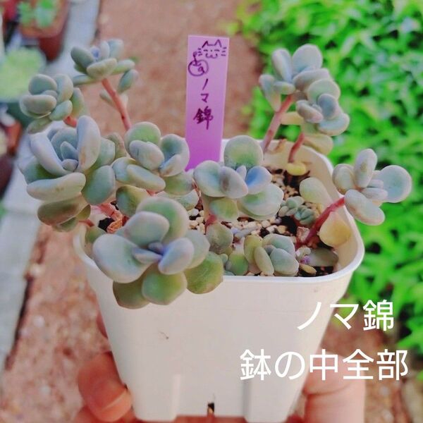 ノマ錦 葉挿し苗 鉢の中全部 多肉植物 ゆうパケットポストまたはmini発送