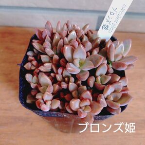 ブロンズ姫 抜き苗 多肉植物 ゆうパケットポストまたはmini発送
