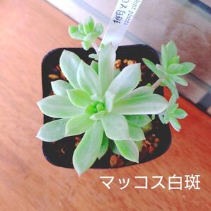 マッコス白斑 抜き苗 多肉植物 ゆうパケットプラス発送