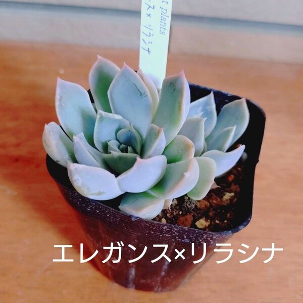 エレガンス×リラシナ 抜き苗 多肉植物 ゆうパケットプラス発送