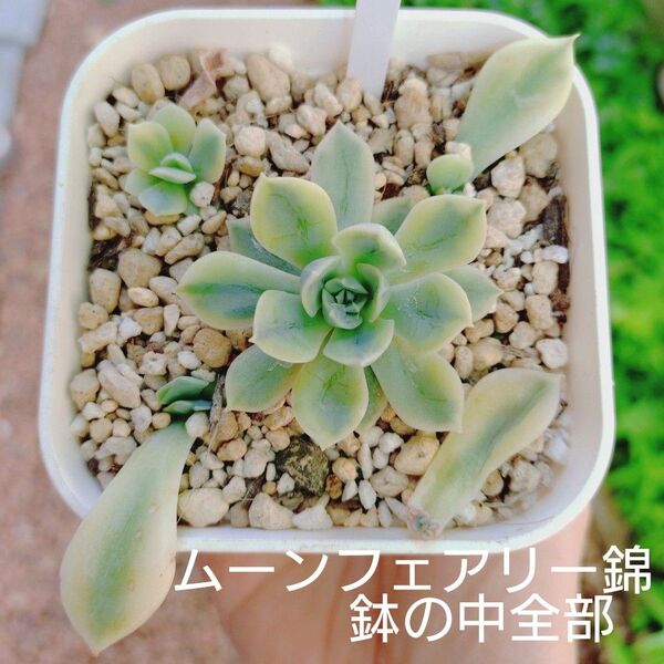 ムーンフェアリー錦 葉挿し苗 多肉植物 鉢の中全部 ゆうパケットポストまたはmini発送
