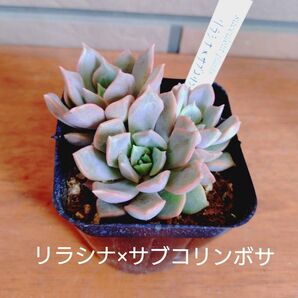 リラシナ×サブコリンボサ 抜き苗 多肉植物 ゆうパケットプラス発送