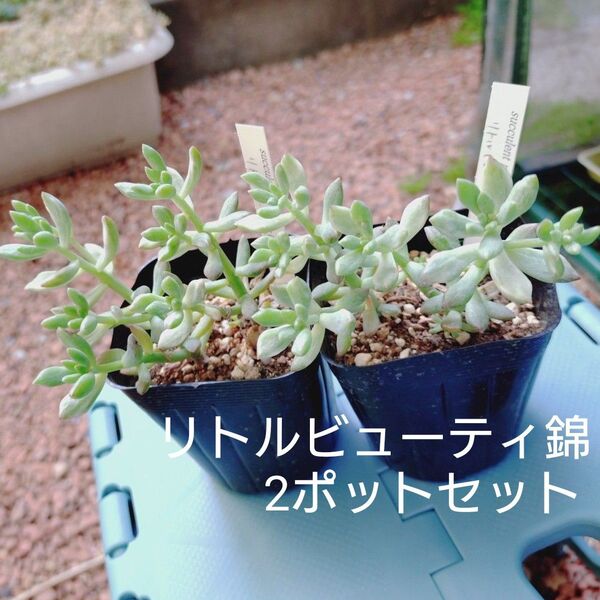 リトルビューティ錦 2ポットセット 抜き苗 多肉植物 ゆうパケットポストまたはmini発送