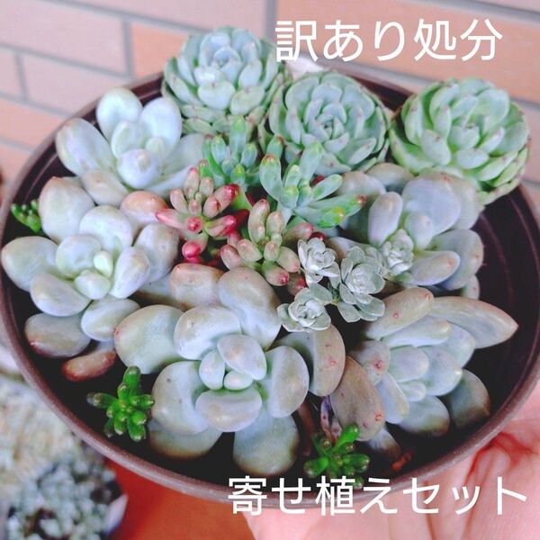 寄せ植え多肉 カット苗 多肉植物 ゆうパケットポストまたはmini発送 訳あり処分品