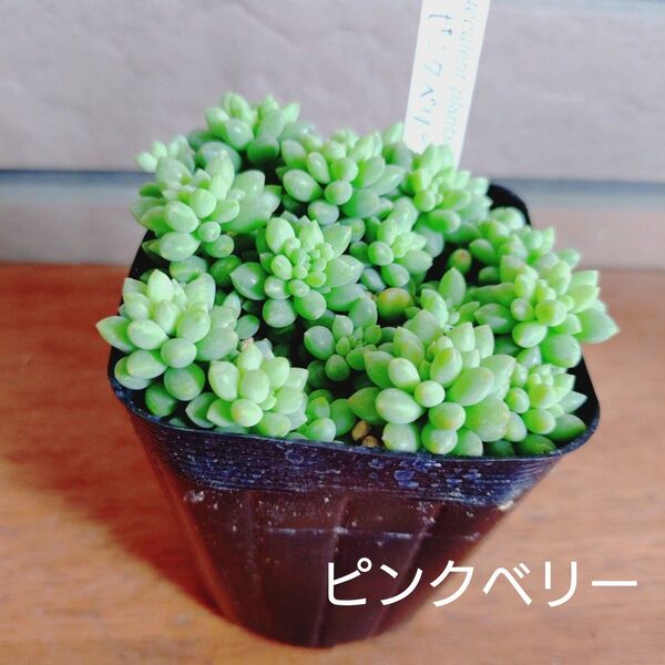 ピンクベリー 抜き苗 多肉植物 ゆうパケットポストまたはmini発送