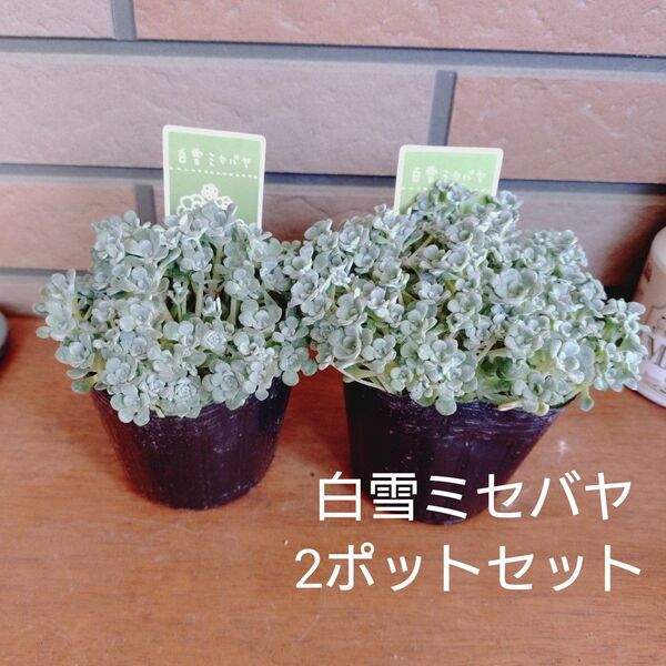 白雪ミセバヤ 2ポットセット 抜き苗 多肉植物 ゆうパケットプラス発送