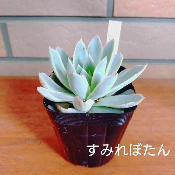 すみれぼたん 抜き苗 多肉植物 ゆうパケットプラス発送