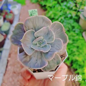 マーブル錦 抜き苗 多肉植物 ゆうパケットプラス発送