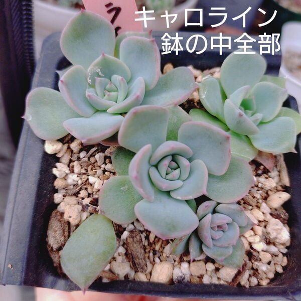 キャロライン 葉挿し苗 鉢の中全部 多肉植物 ゆうパケットポストまたはmini発送