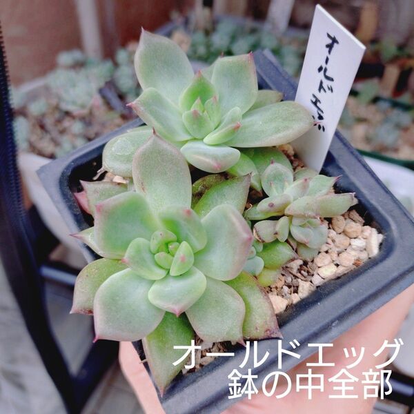 オールドエッグ 葉挿し苗 鉢の中全部 多肉植物 ゆうパケットポストまたはmini発送