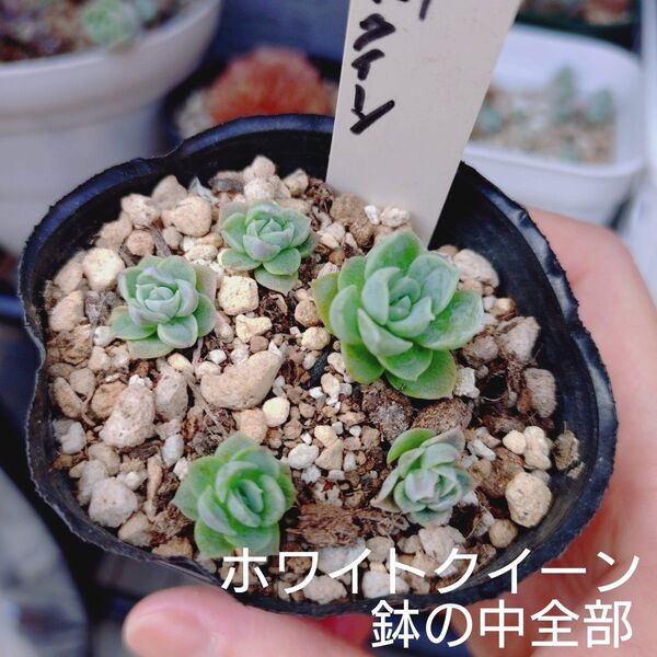 ホワイトクイーン 葉挿し苗 鉢の中全部 多肉植物 ゆうパケットポストまたはmini発送