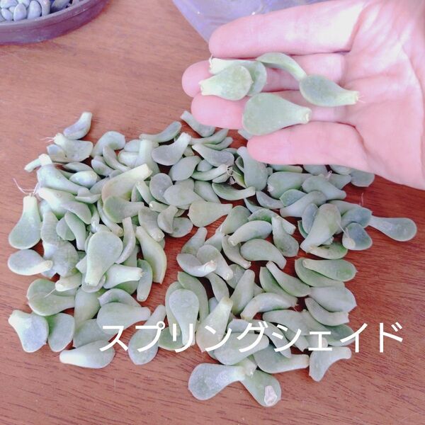 スプリングジェイドの葉 葉挿し用 多肉植物 画像の葉っぱ全部 ゆうパケットポストまたはmini発送