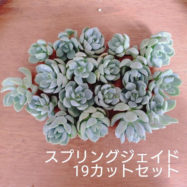 スプリングシェイド 19個 カット苗 多肉植物 ゆうパケットポストまたはmini発送