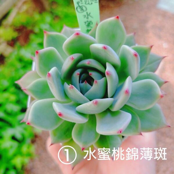 水蜜桃錦① 薄い斑入り 抜き苗 多肉植物 ゆうパケットプラス発送