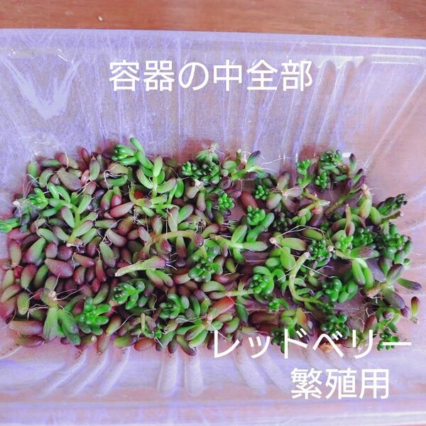 レッドベリー カット苗と葉挿し 多肉植物