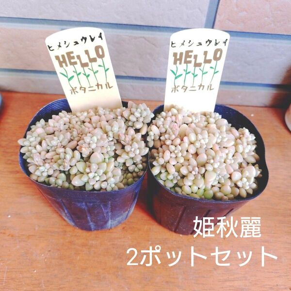 姫秋麗 2ポットセット 抜き苗 多肉植物 3号ポット