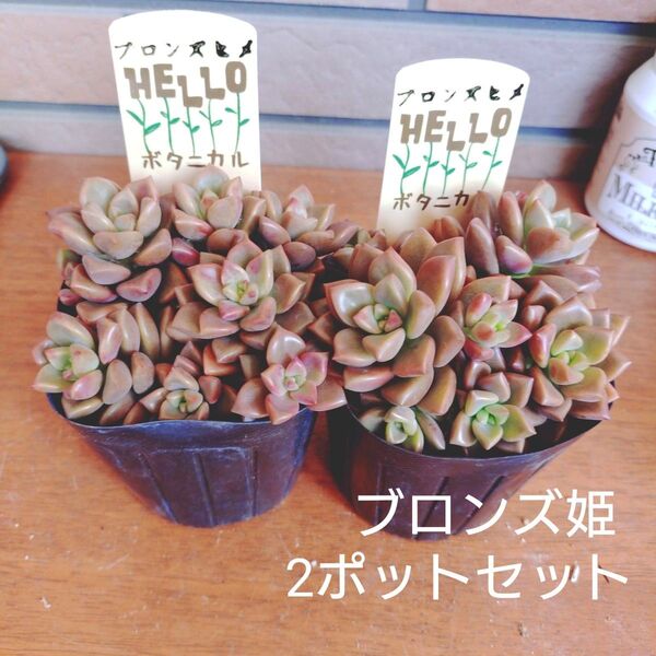ブロンズ姫 2ポットセット 抜き苗 多肉植物 3号ポット