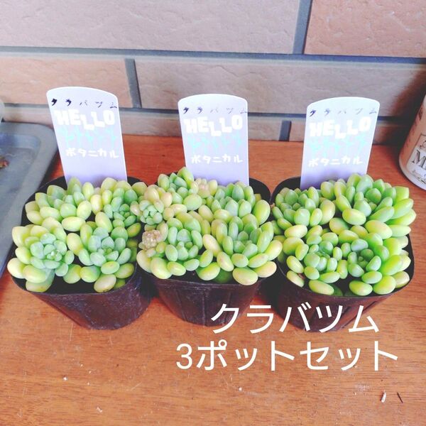 クラバツム 3ポットセット 抜き苗 多肉植物 3号ポット