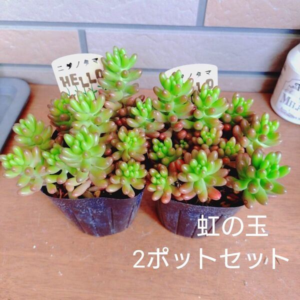 虹の玉 2ポットセット 抜き苗 多肉植物 3号ポット