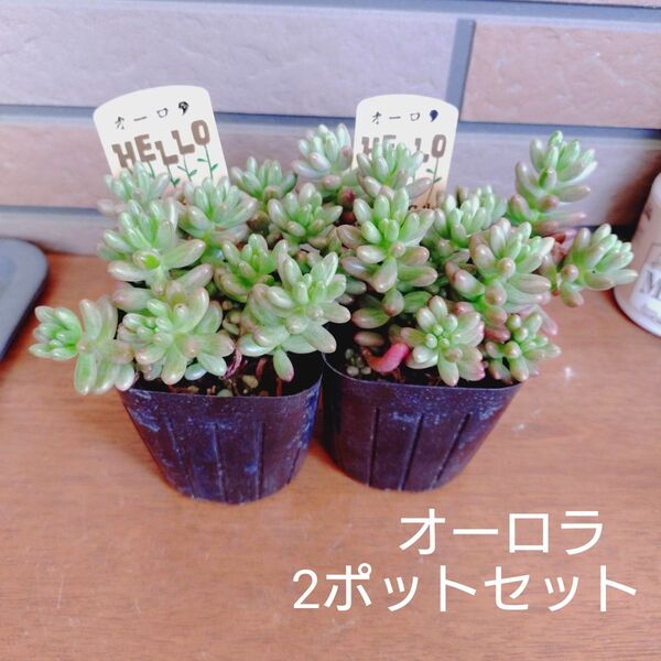 オーロラ 2ポットセット 抜き苗 多肉植物 3号ポットゆうパケットポストまたはmini発送