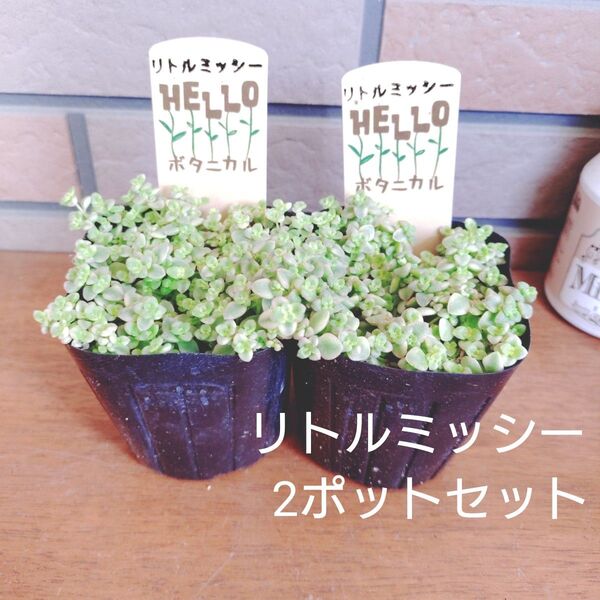 リトルミッシー 2ポットセット 抜き苗 多肉植物 3号ポット ゆうパケットポストまたはmini発送