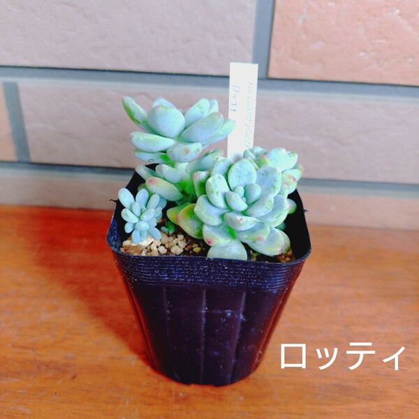 ロッティ 抜き苗 多肉植物 ゆうパケットポストまたはmini発送