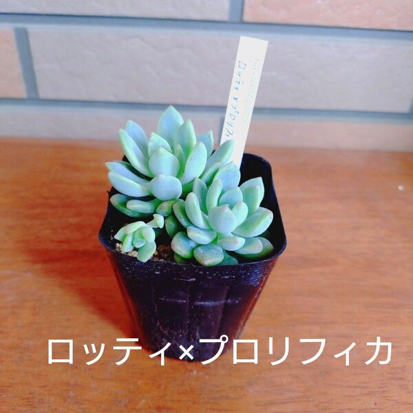 ロッティ×プロリフィカ 抜き苗 多肉植物 ゆうパケットポストまたはmini発送