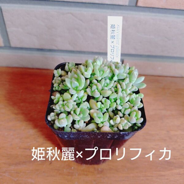 姫秋麗×プロリフィカ 抜き苗 多肉植物 ゆうパケットポストまたはmini発送