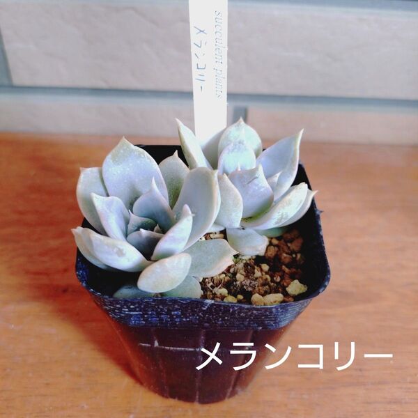 メランコリー 抜き苗 多肉植物 ゆうパケットポストまたはmini発送