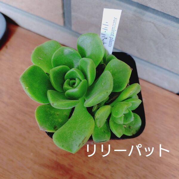 リリーパット 抜き苗 多肉植物 ゆうパケットプラス発送