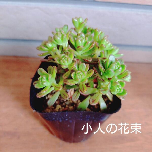 小人の花束 抜き苗 多肉植物 ゆうパケットポストまたはmini発送