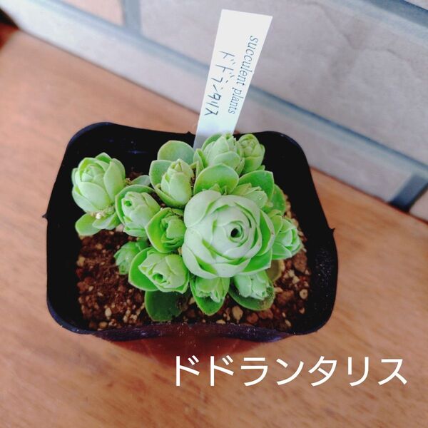 ドドランタリス 抜き苗 多肉植物 ゆうパケットポストまたはmini発送