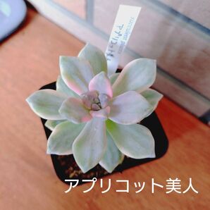 アプリコット美人 抜き苗 多肉植物 ゆうパケットプラス発送