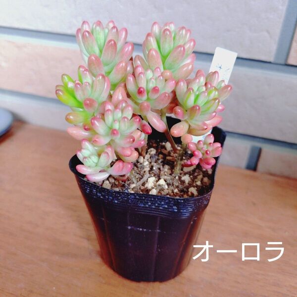 オーロラ 抜き苗 多肉植物 ゆうパケットポストまたはmini発送