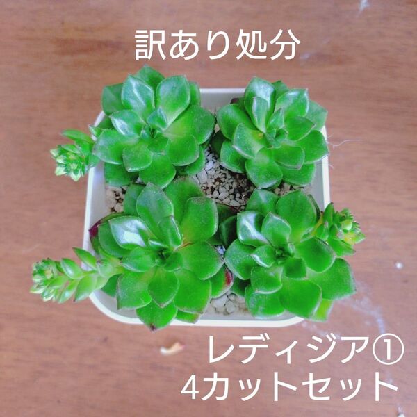 訳あり処分 レディジア① カット苗 4カットセット 多肉植物 発根開始してます ゆうパケットポストまたはmini発送
