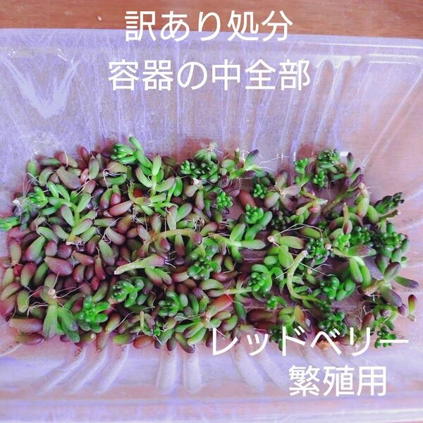 訳あり処分 レッドベリー カット苗と葉挿し 多肉植物 ゆうパケットポストまたはmini発送