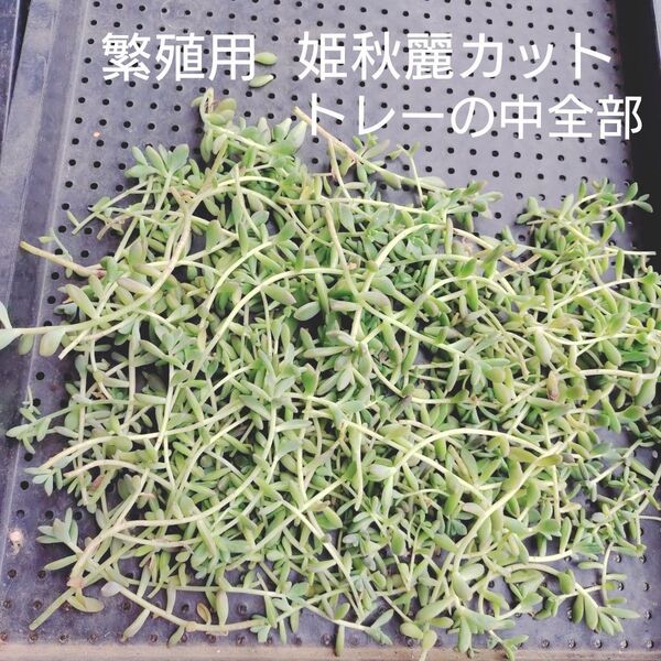 姫秋麗トレーの中全部 繁殖用 カット苗 多肉植物 ゆうパケットポストまたはmini発送