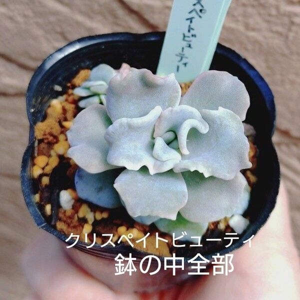 クリスペイトビューティ 鉢の中全部 抜き苗 多肉植物 クリスペートビューティ ゆうパケットポストまたはmini発送