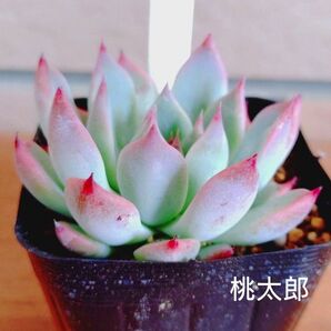 桃太郎 抜き苗 多肉植物 ゆうパケットプラス発送