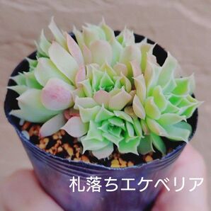 札落ちエケベリア 抜き苗 多肉植物